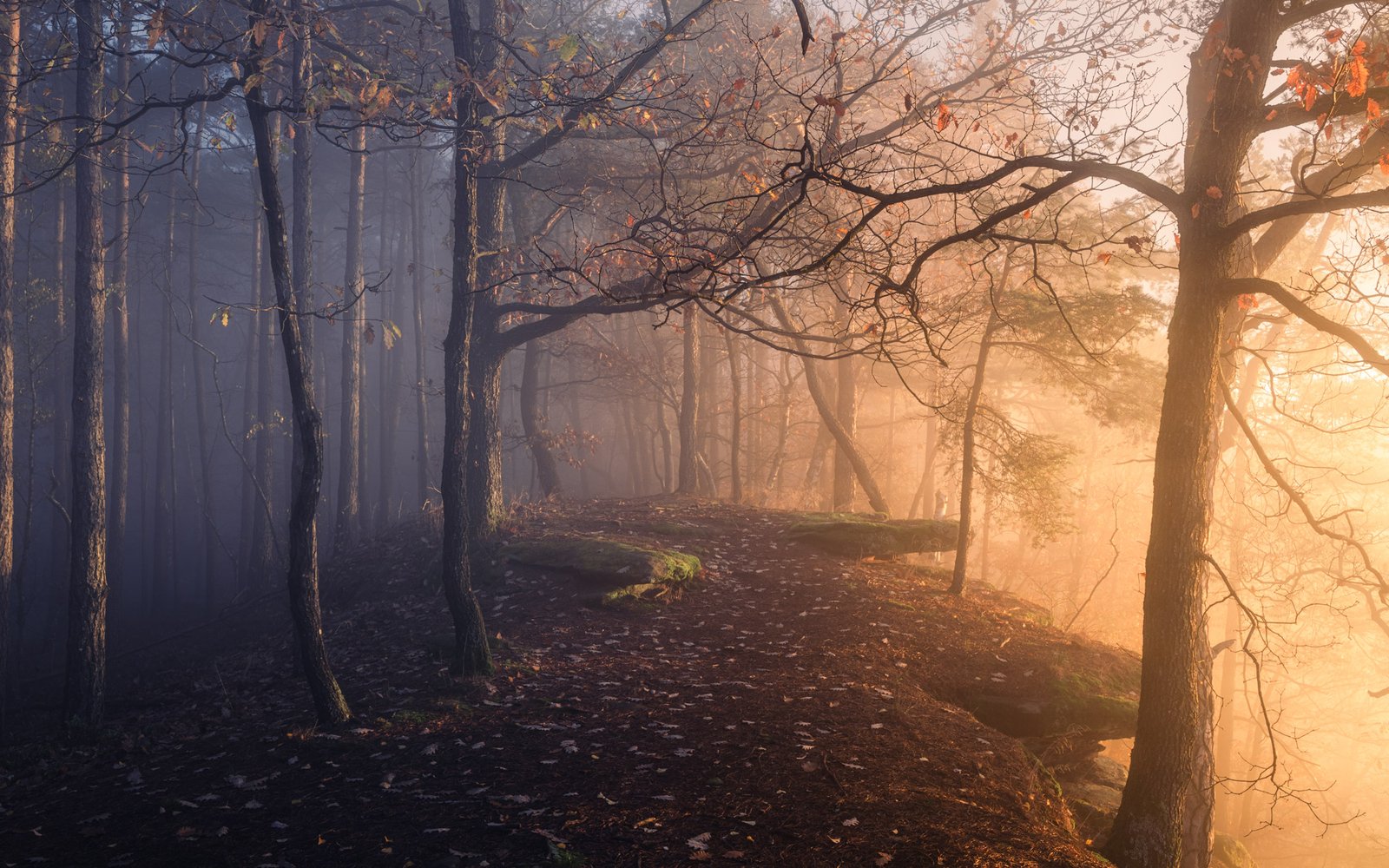 Herbstlicher Nebelwald mit warmem Licht von rechts