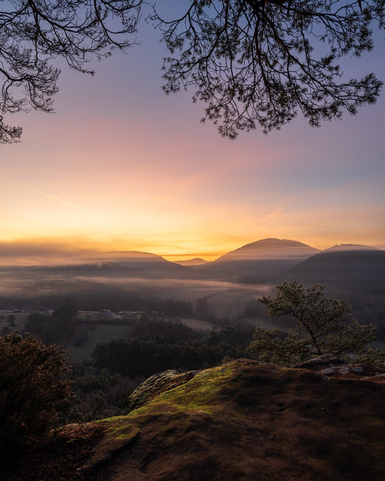 Kiefernzweige rahmen den Blick auf das Nebelmeer beim Sonnenaufgang