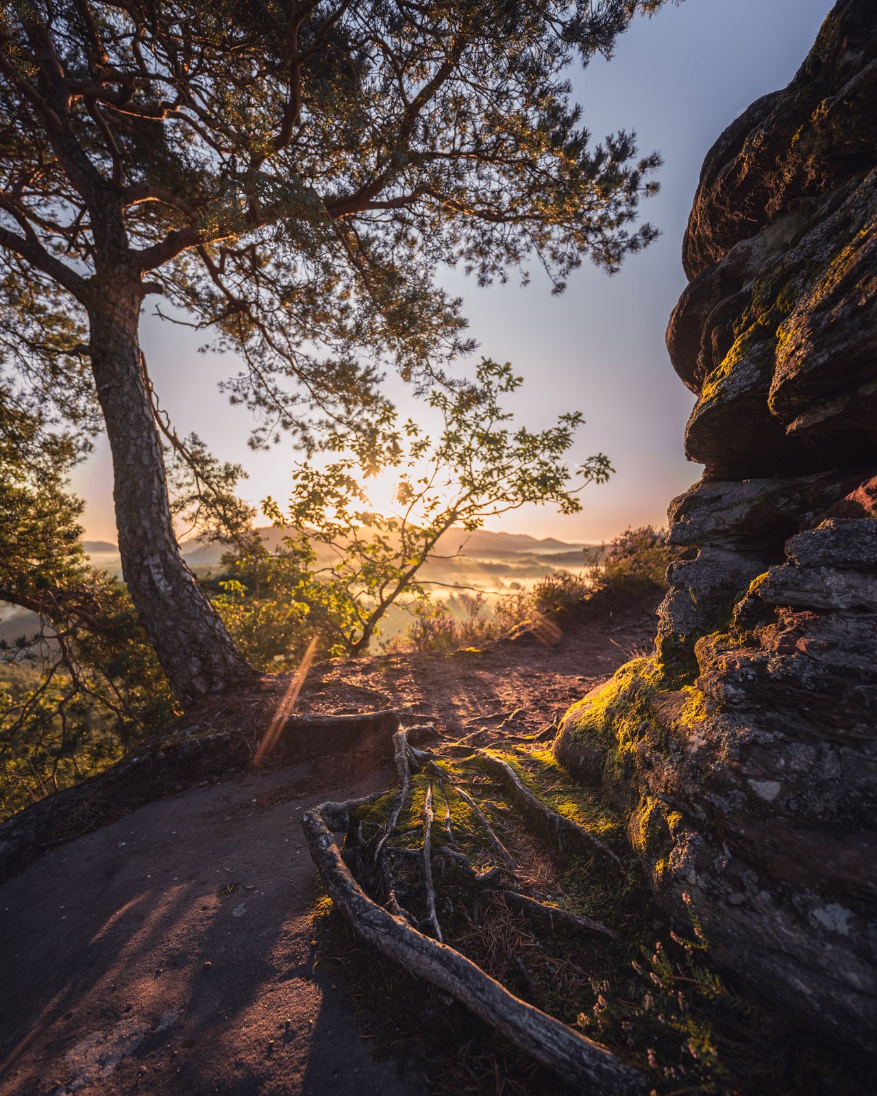 Morgenlicht fällt durch Kiefern und Sandsteinfelsen auf einen Waldweg