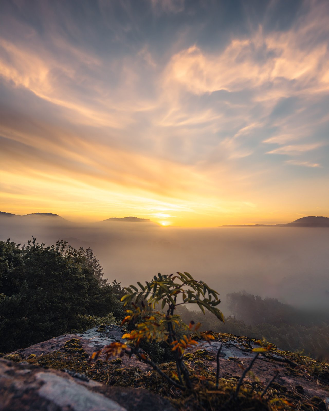 Kleiner Zweig auf Sandsteinfels vor weitem Nebelmeer bei Sonnenaufgang