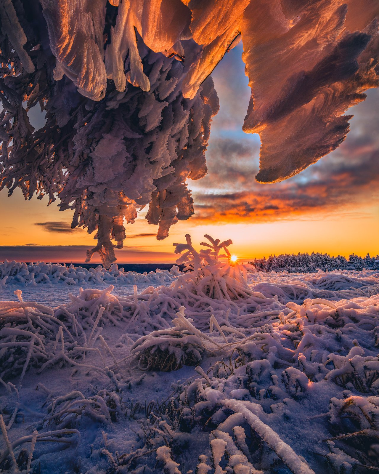 Vereister Baum beim Sonnenuntergang auf dem Feldberg — Schwarzwald