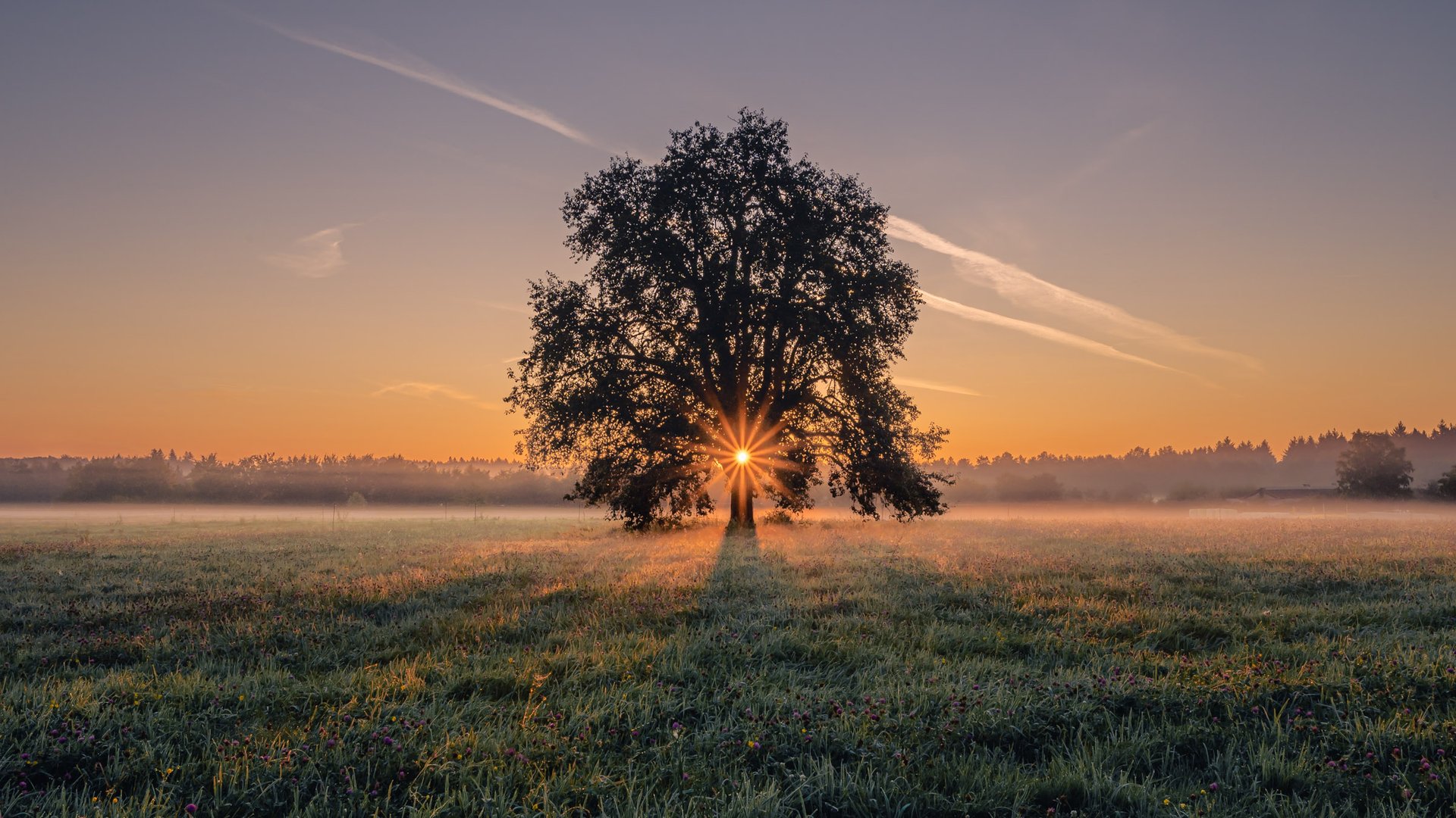 Einzelner Baum mit Sonnenstar im Morgennebel — Landschaftsfotografie René Paschold