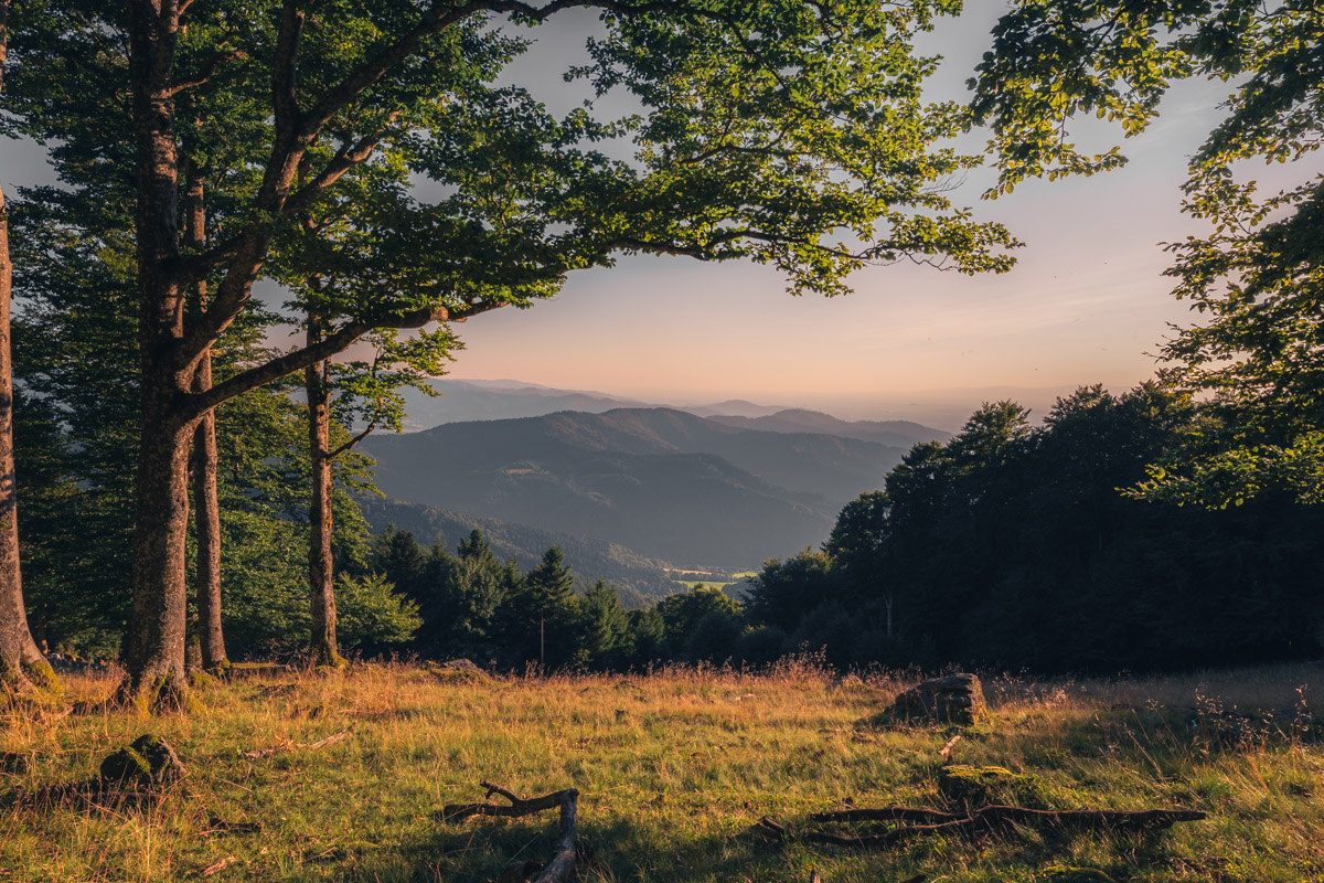 Mystische Waldlandschaft im Schwarzwald